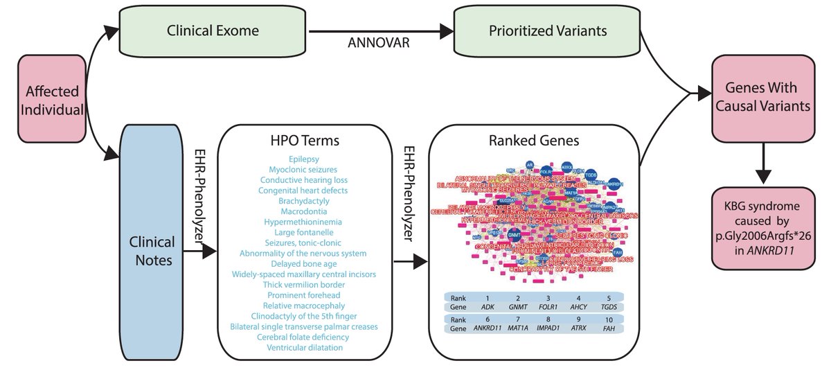 Eric Topol (@erictopol) on Twitter photo The combo of #EHR deep phenotyping and exome sequencing to make the diagnosis cell.com/ajhg/fulltext/… <a href="/AJHGNews/">AJHG</a> <a href="/GeneticsSociety/">ASHG</a> <a href="/CellPressNews/">Cell Press</a> <a href="/Columbia/">Columbia University</a> <a href="/ColumbiaScience/">Columbia Science</a> <a href="/ChildrensPhila/">Children's Hospital</a> The combo of #EHR deep phenotyping and exome sequencing to make the diagnosis cell.com/ajhg/fulltext/… <a href="/AJHGNews/">AJHG</a> <a href="/GeneticsSociety/">ASHG</a> <a href="/CellPressNews/">Cell Press</a> <a href="/Columbia/">Columbia University</a> <a href="/ColumbiaScience/">Columbia Science</a> <a href="/ChildrensPhila/">Children's Hospital</a>