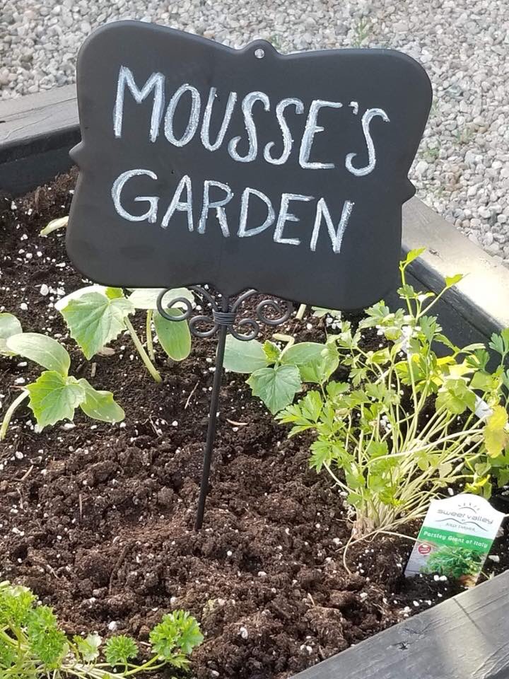 MonctonVet's tweet photo. Summer is here! ☀️Mousse’s Garden is finally planted and she cannot wait to have a fresh, leafy, veggie snack💚 #garden #summer https://t.co/ULkdJH4663