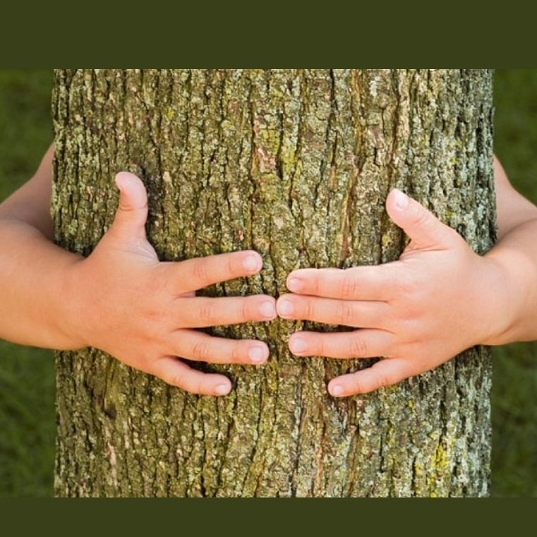 ScoutGuayacan's tweet photo. ✅🌳Hoy celebramos el #DíaMundialDelÁrbol  Te invitamos a protegerlos, cuidarlos y preservarlos de manera activa. Fuente de oxígeno, equilibrio y aporte fundamental para el desarrollo de la vida. Gracias infinitas 🙏 #SoydelGuayacan https://t.co/IJIbBjxQpx