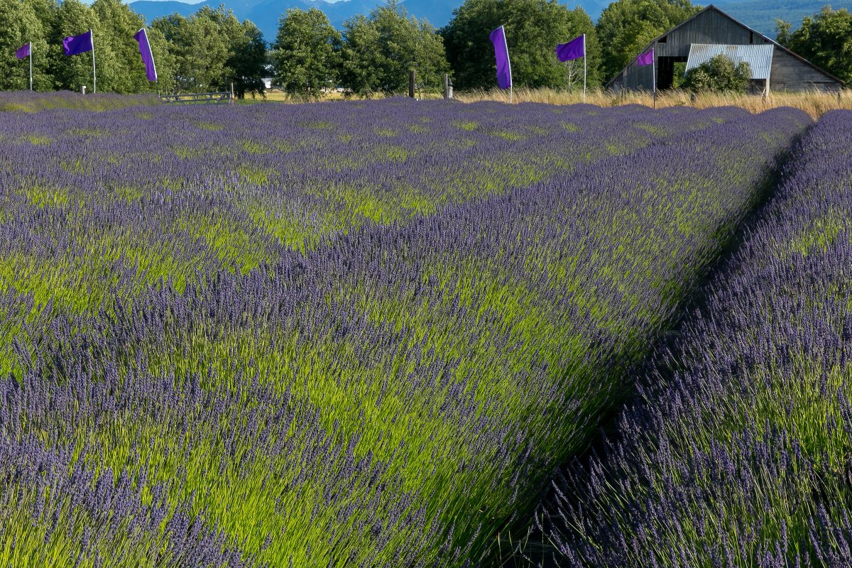 VisitSequim's tweet photo. It's July, and the most exciting month of the year is finally here with Lavender Weekend just around the corner! Will you be attending the weekend's festivities this year? #LavenderWeekend #VisitSunnySequim https://t.co/cFfrTWtFPx