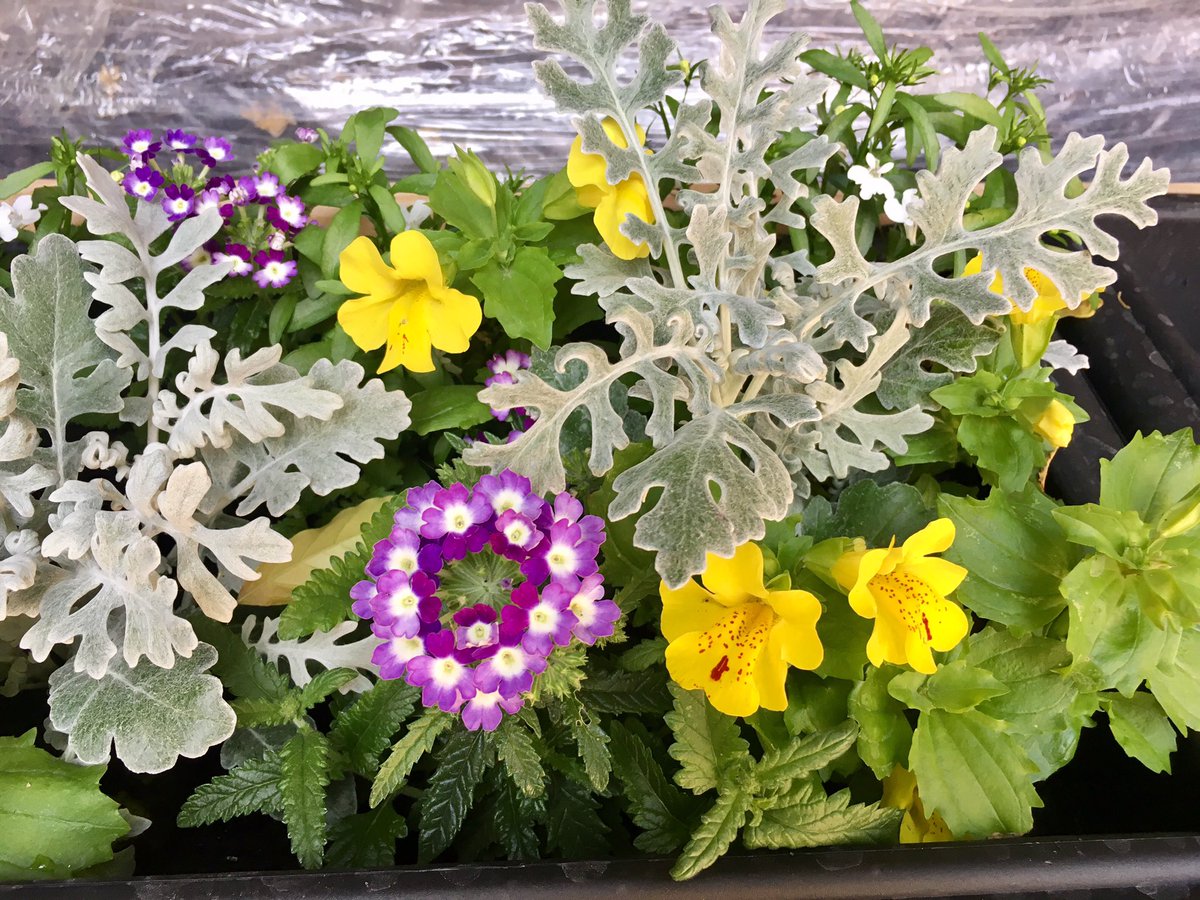 Our wonderful PTA are working so hard in our hidden garden. Here is a sneaky peek of the amazing transformation so far! We can't wait for the grand opening! #wonder