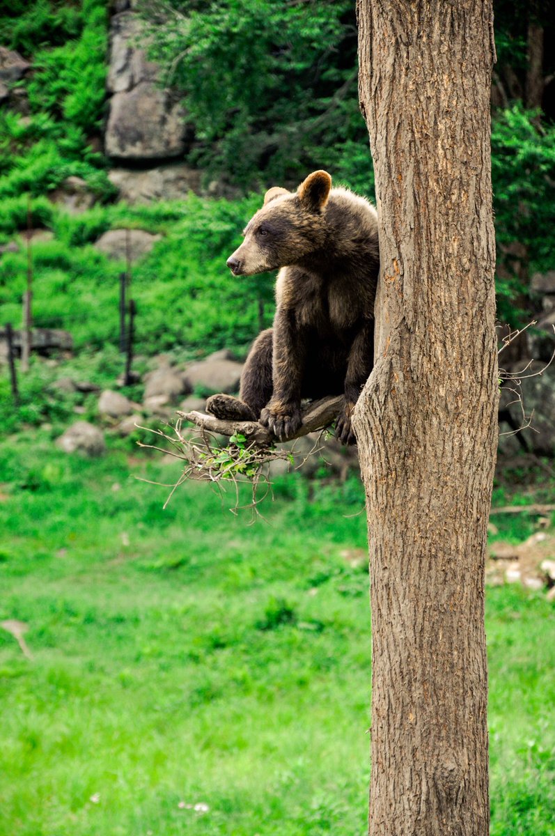 ninanearandfar's tweet image. Get ready for an adventurous weekend with the wolves! Camping at Parc Omega: ninanearandfar.com/2018/06/27/a-c… #parcomega #quebec #quebecoriginal #myottawa #canads