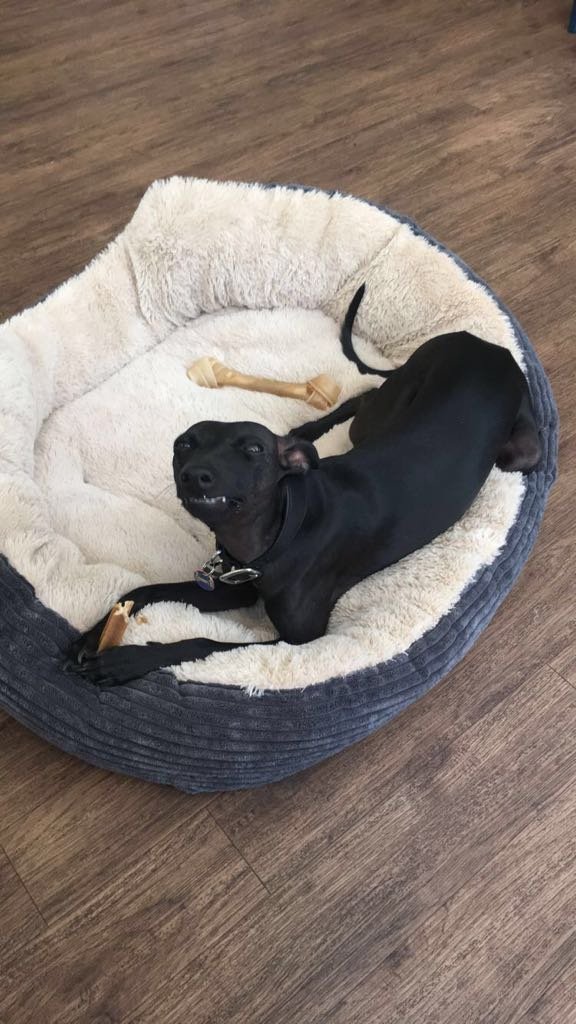CodeKingdoms's tweet photo. When you forget it's headshot day in the office and haven't practised your smile 😬#codekingdoms #saycheese #dogsofinstagram https://t.co/aqggRGwOuY