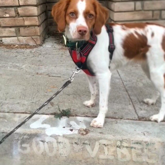Sending summertime #goodvibes to you all! #passiton ! 📷 :🌞 vibes found by #fetchwlasitter Kendra P. on recurring walks with Molly and Scout.