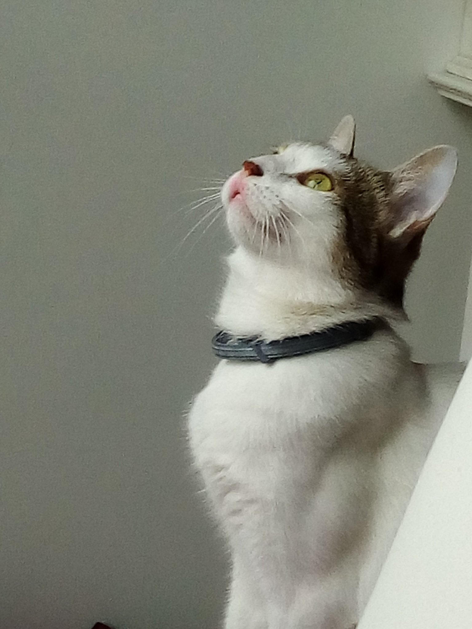 Rosalba Thomire Elle S Est Maquillee Chat Maquillage Rosalba Thomire Elle S Est Maquillee Chat Maquillage