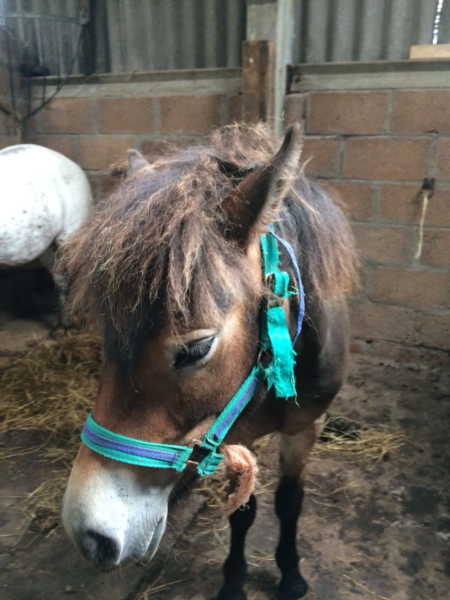 CLAPA Adult Voices (@adultvoices) on Twitter photo Meet Widget - she is an #Exmoor #pony from Exmoor, Devon. She lives <a href="/Brendon_Manor/">Brendon Manor</a> Stables. She is 2 years old and has a cleft palate.
Why do we think Widget might be special to us? - #CleftPalate #CleftCommunity #CleftAnimals #AnimalsMatter <a href="/CLAPACOMMUNITY/">Cleft Lip and Palate Association</a> Meet Widget - she is an #Exmoor #pony from Exmoor, Devon. She lives <a href="/Brendon_Manor/">Brendon Manor</a> Stables. She is 2 years old and has a cleft palate.
Why do we think Widget might be special to us? - #CleftPalate #CleftCommunity #CleftAnimals #AnimalsMatter <a href="/CLAPACOMMUNITY/">Cleft Lip and Palate Association</a>
