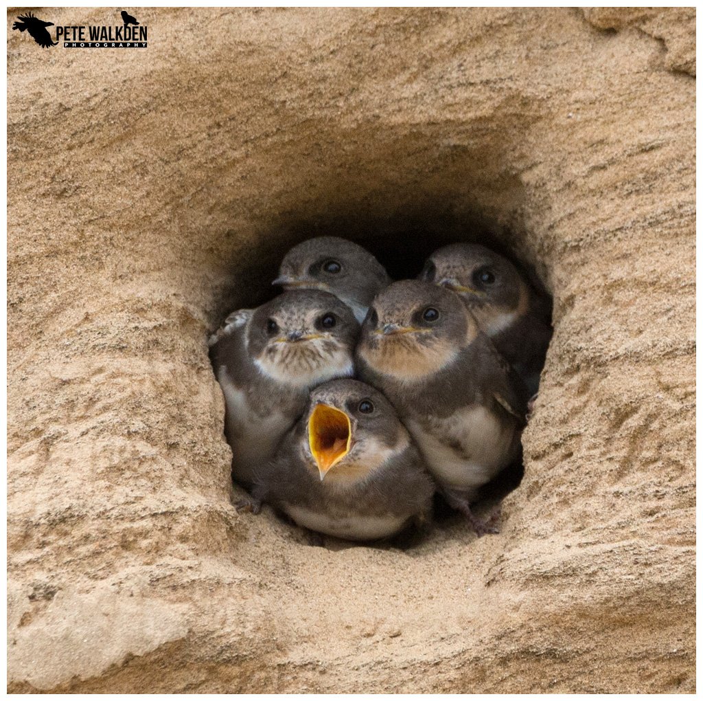 BBCEarth's tweet image. Sand martins waiting to be fed, and risking fledging by accident by falling out of the nest! 
#EarthCapture by @PeteWalkden1973