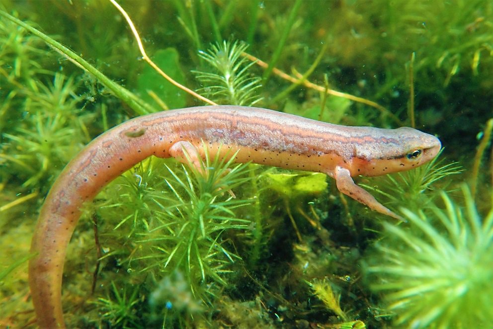 StripedNewts's tweet photo. After months of dryness and unsuitable release conditions, rains kicked in, and we finally accomplished a big release of 260 striped newts into 4 recipient ponds in the Apalahicola National Forest....Here's a newt just released into a pond! https://t.co/eT1XzV4uau