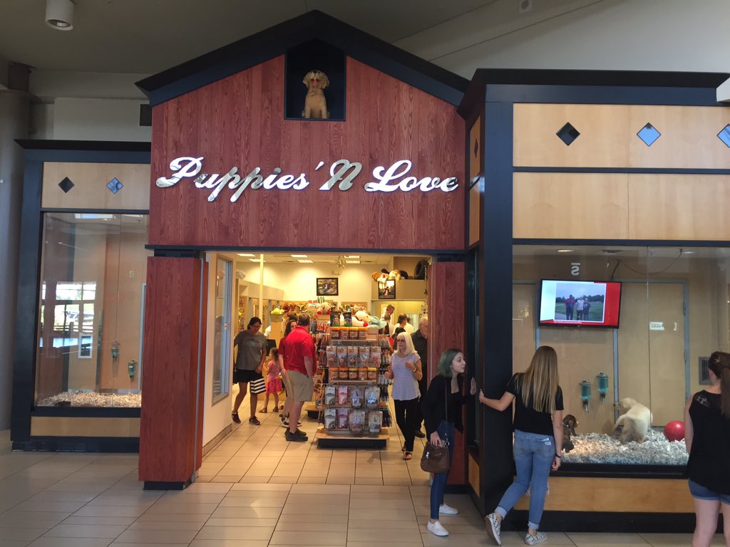 arrowhead puppy store