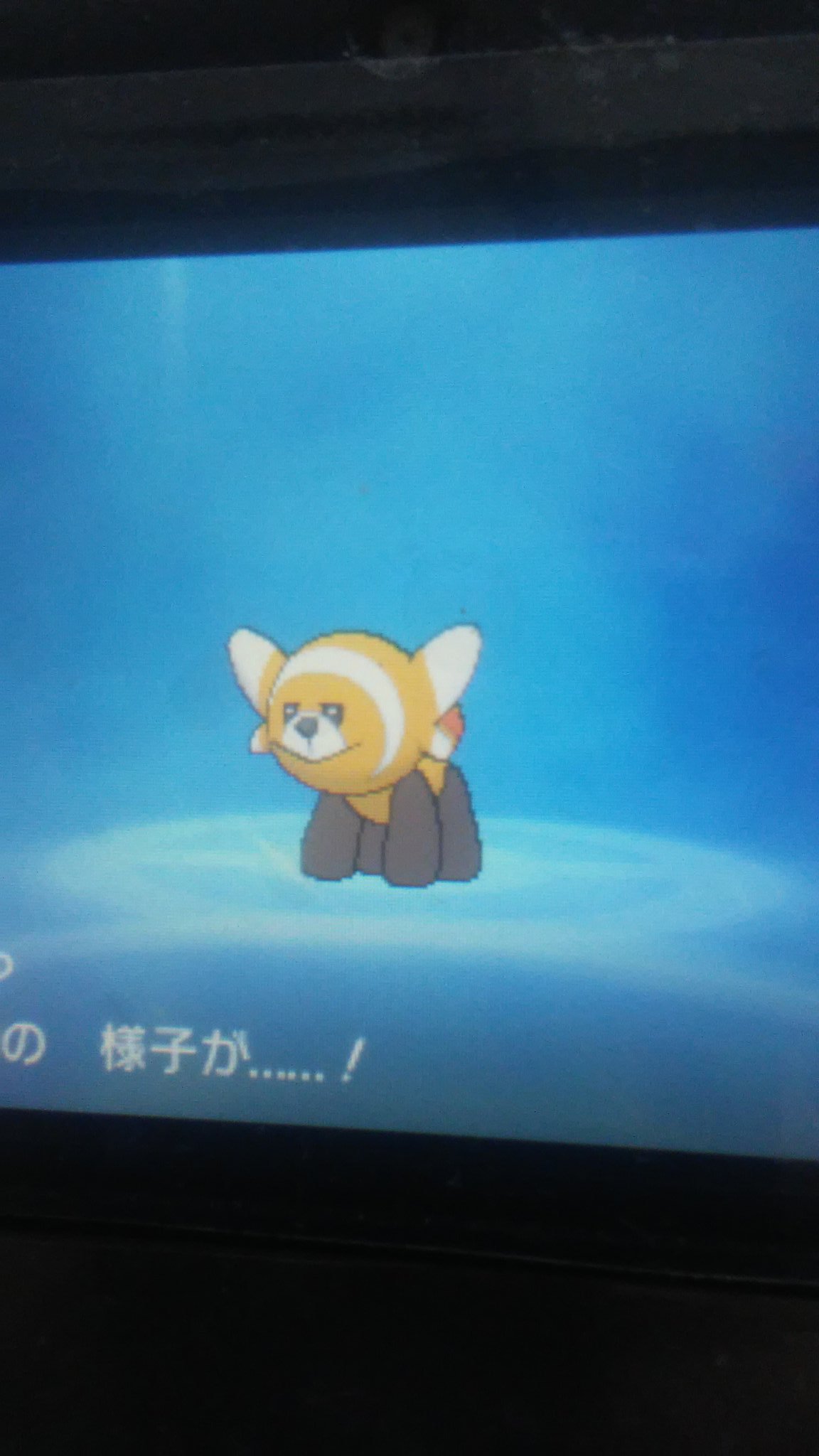 リナ Twitterren 国際孵化でゲットした ヌイコグマがキテルグマに進化 色違いのキテルグマのカラーはオレンジ色なんだね ポケモンウルトラサンムーン 国際孵化 色違いポケモン T Co Ljtnrnenvk Twitter