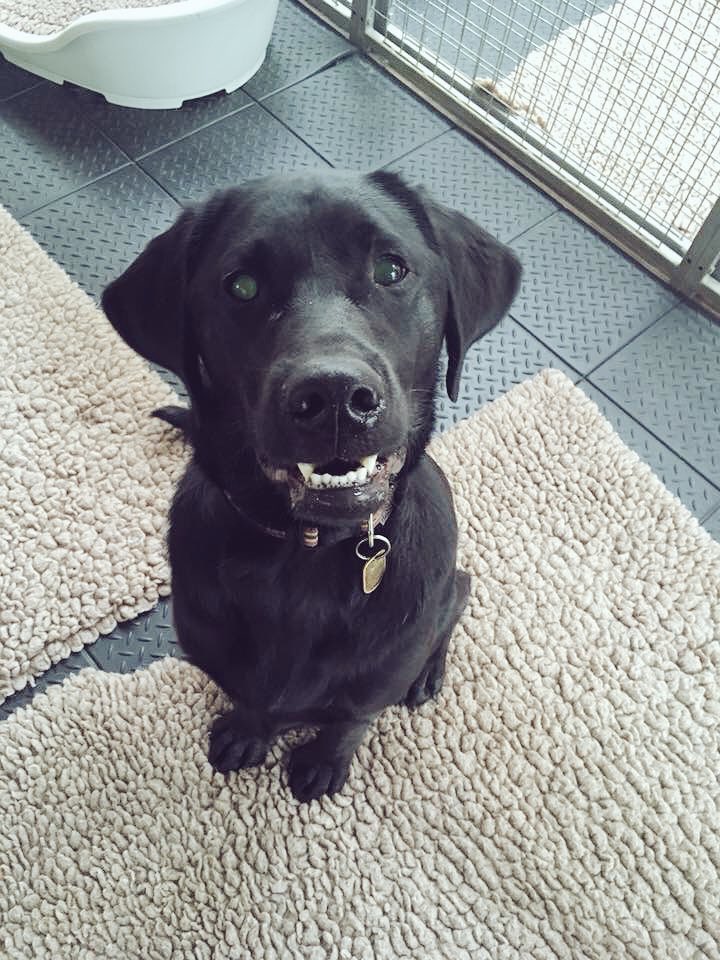 LeamGuideDogs's tweet photo. Look at our gorgeous Mike ❤️❤️ #guidedogs #traineeguidedog https://t.co/NCjaUgJLw6