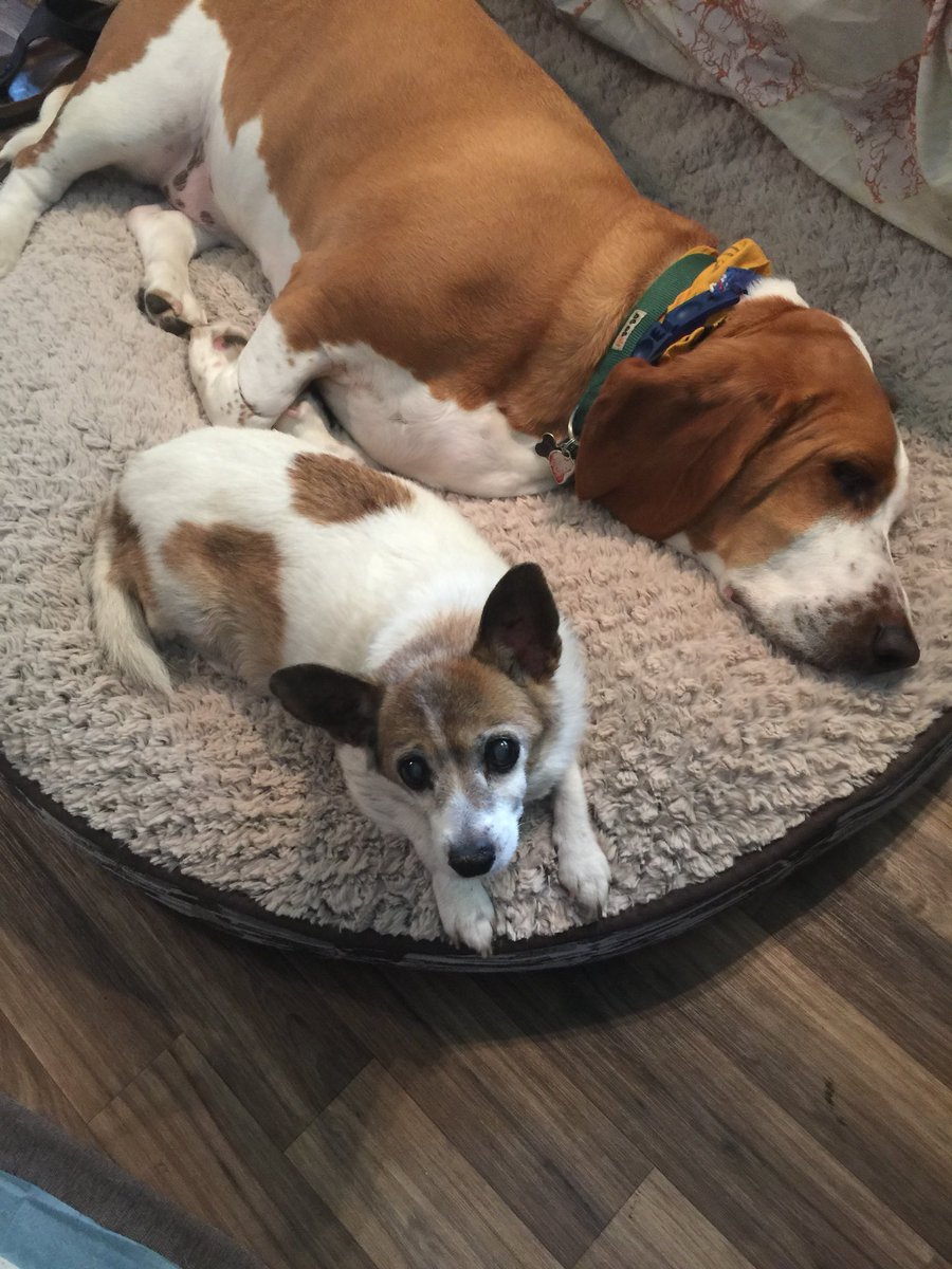 PolokeH's tweet photo. Sharing the bed with Ginger. https://t.co/GHrITt3fzT