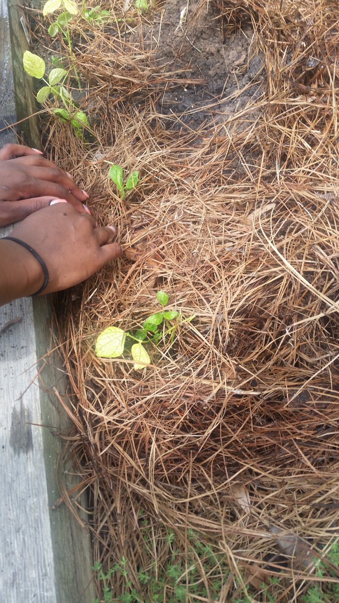 FCFCorps's tweet photo. Cucumbers are ready for harvest at @YouthHomeInc, and residents also helped plant some bush beans! #ARGardenCorps https://t.co/x56xngTo7P
