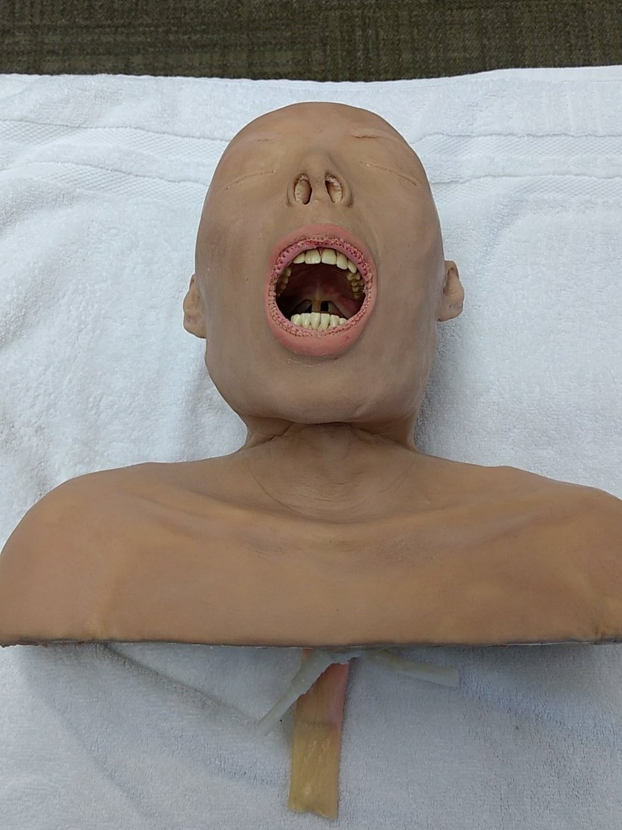 SynDaver Adult Airway