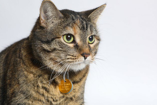 Adopt Me: Maya has lots of personality. #ottnews #ottmews  ottawamatters.com/adopt-me/adopt… https://t.co/0KTWYNelvn