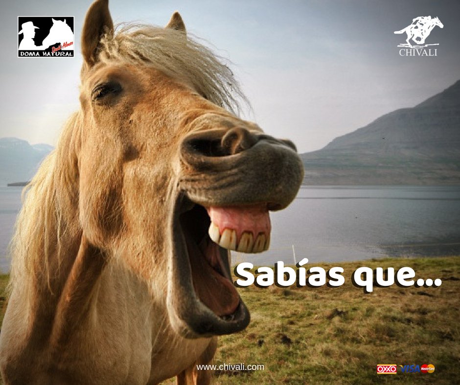 [SABÍAS QUE...]Los caballos no pueden vomitar debido a que poseen una válvula en la entrada del estómago llamada cardias o “corbata suiza”, los músculos de esta válvula son tan fuertes que impiden que los alimentos vuelvan a la boca. #DavidAlonso @domanaturaldavidalonso