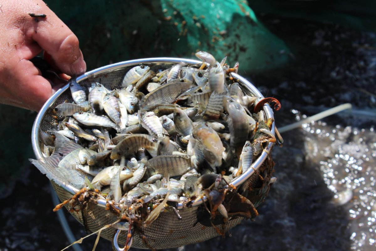 SergioTorresSIN's tweet photo. Estamos sembrando un millón de alevines en la Presa Adolfo López Mateos, con esto estamos garantizando que los pescadores puedan realizar una actividad rentable al contar con el número y tamaño de tilapias para su captura y comercialización @QuirinoOC #PuroSinaloa 👊 #4taEntrega https://t.co/cg23xpHj4m
