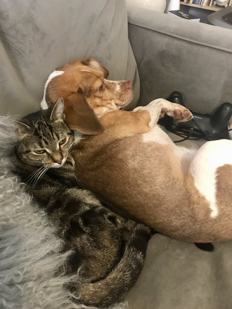 Sometimes when it’s time to walk Hazel her feline sibling Crackle says NOPE! #catsanddogs #siblings #catcushion #beagle