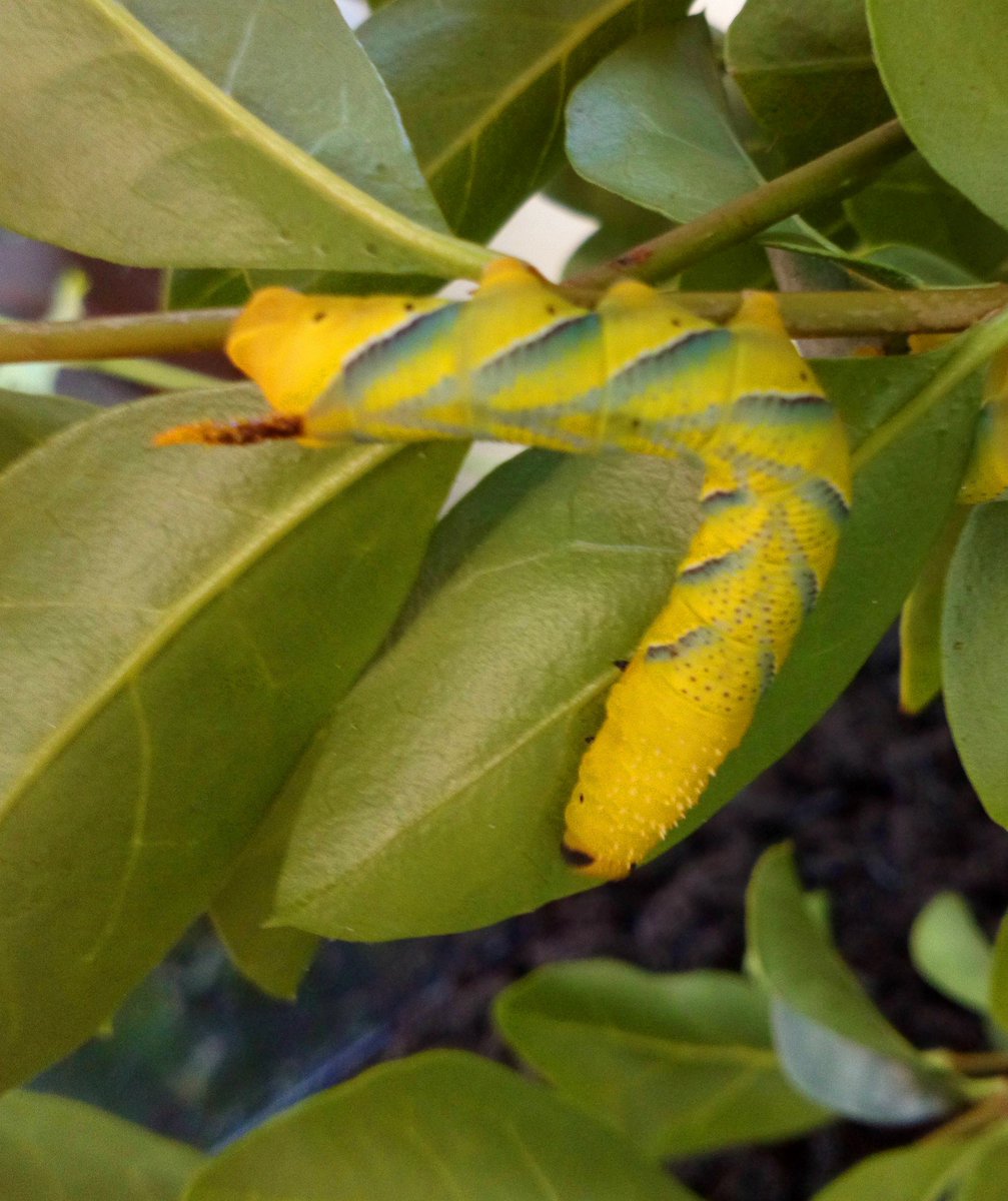 The deaths head hawk moth caterpillars have arrived! sadly they'll be pupae after the summer holls!