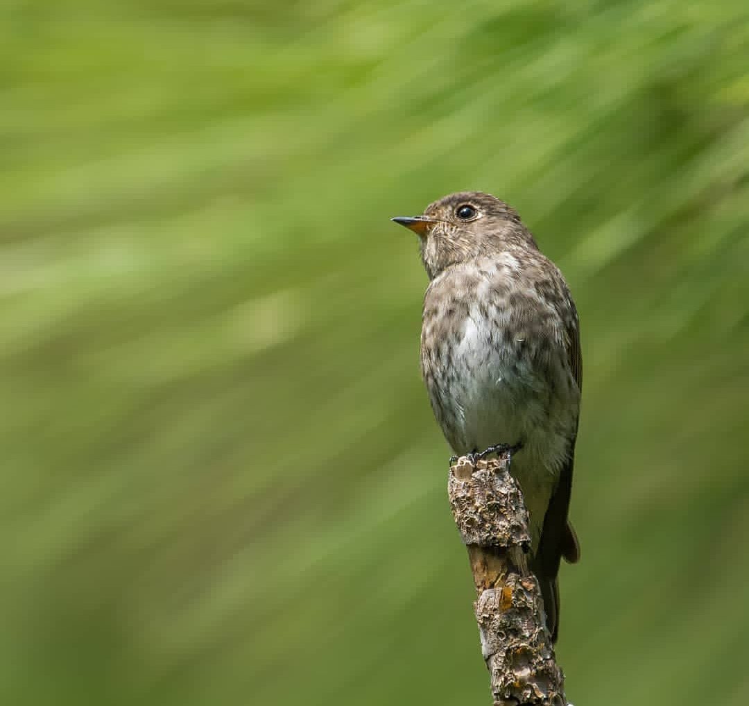 birdofficially's tweet photo. @birdofficially Darkside
Bird name: Darkskided flycatcher
Location: Islamabad, Pakistan
#birds#wild #nature#colors #pine #tree #forest
#islamabad #ig_pakistan #travelbeautifulpakistan
#letsgopakistan #pakistaninpics #dawndotcom
#photography #animal #allmightybirds
#udog_feathers https://t.co/bP5SvjKXW8