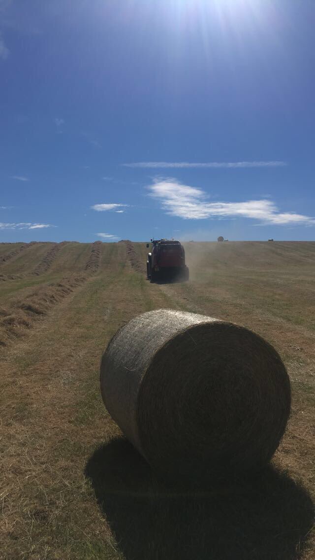 windshielfarm's tweet photo. Make hay while the sun shines โ๏ธ #heatwavescotland #FARM24 https://t.co/miQOsyAHYp