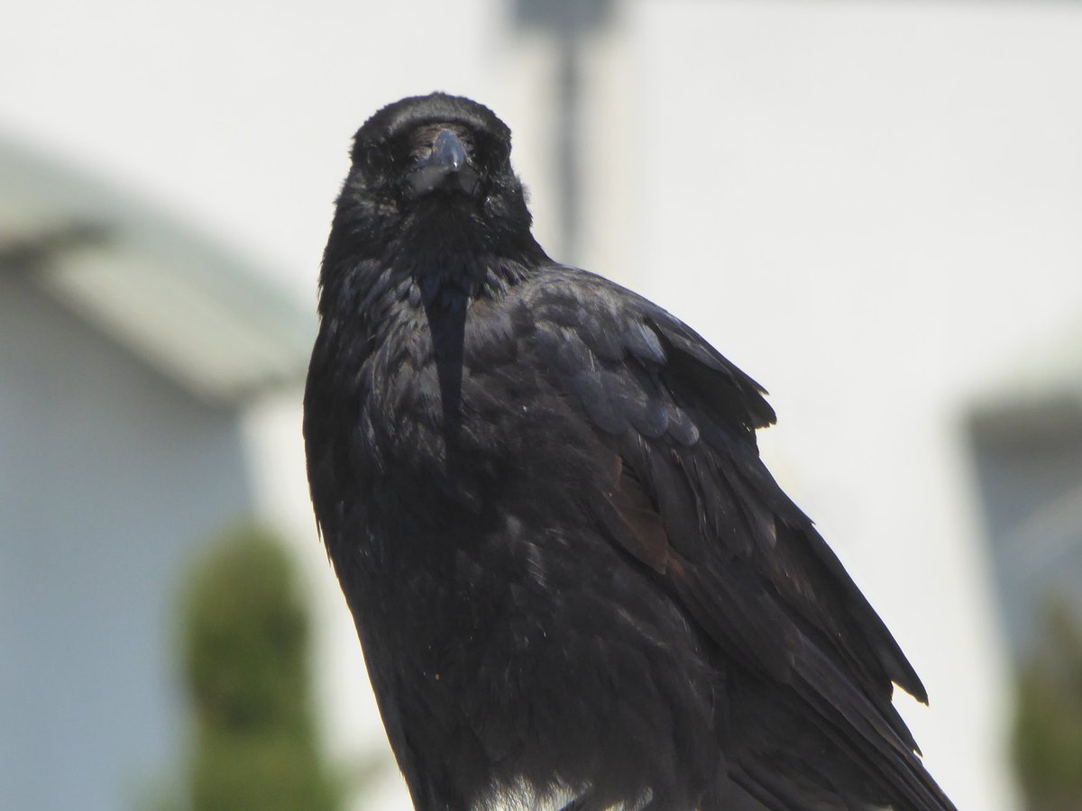 Totnesbabe's tweet photo. #crowfriends #torquaycrows https://t.co/7hG14tMZUB