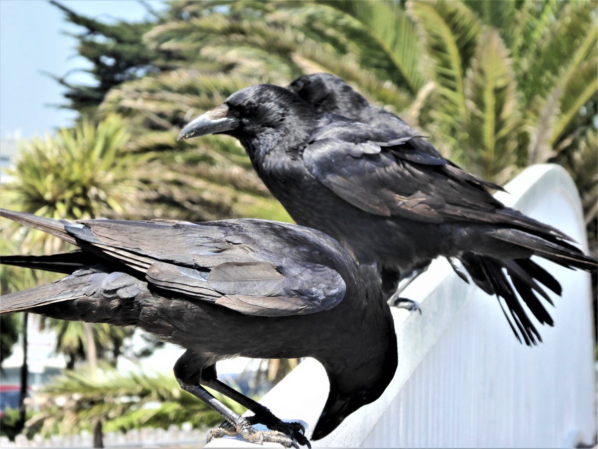 Totnesbabe's tweet photo. #crowfriends #torquaycrows https://t.co/7hG14tMZUB