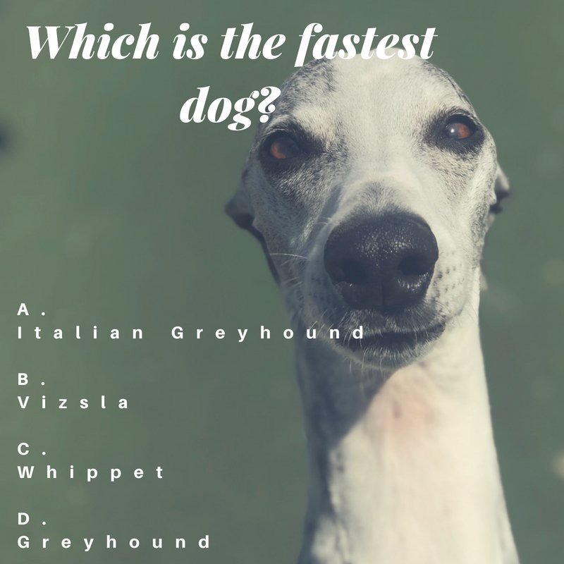 PPRCuster's tweet image. The weekend is almost here! It is Trivia Thursday! Test your knowledge and comment your answers below! 😍🐾🐶💖 #mypetparadise #petboarding