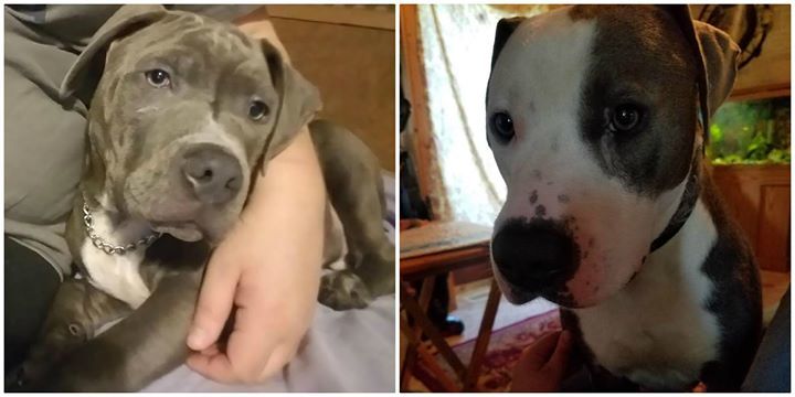 LostDogsIL's tweet photo. Home at last! Both Zues and Kaine - Pit Bull Terriers from #SaintElmo #IL are home safe &amp; sound. Message: "We had a neighbor call and say they saw them across town by a corn field. I had a few people go out with me and we found them." Missing 06/26/2018. Reunited 06/28/2018.… https://t.co/7yY7FtLd6a