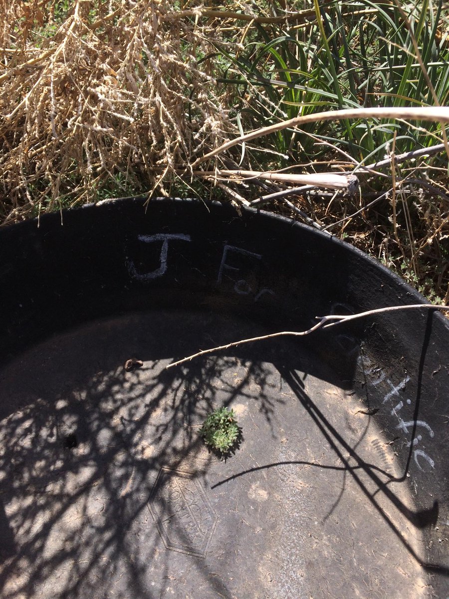 bempinitup's tweet photo. Ever wonder what happens to BEMP data once collected? Our staffer, Keara Bixby explains what happens when we collect litterfall at our BEMP sites. Check it out! @UNM @bosqueschool #bempinitup #porcupine #monthlymonitoring #data 
https://t.co/1IyvMrpnjW https://t.co/VZZv7ctbdW