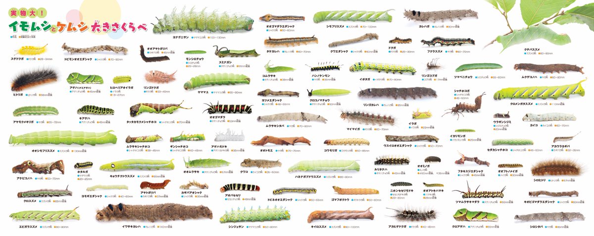 くらべる図鑑 イモムシとケムシ も好評発売中 Pa Twitter 苦手な方から 見たくない と怒られてしまいそうですが イモムシとケムシ のカバーの裏側は 大きさくらべのポスターになっています ヨナグニサンやイワサキカレハはでかった 小学館の図鑑neo