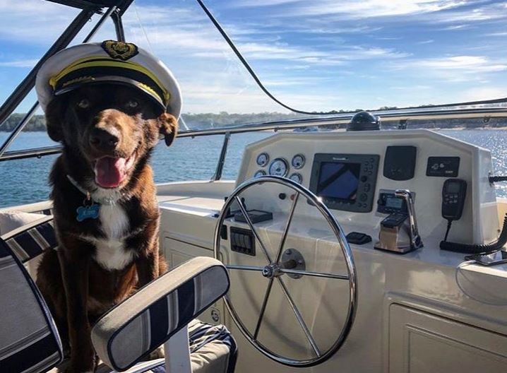 It's nearly time for a #weekend sail-abration! 🛥 Sail away to Peel Island in #redlandcity with Captain @astro_thekelpie 🐶