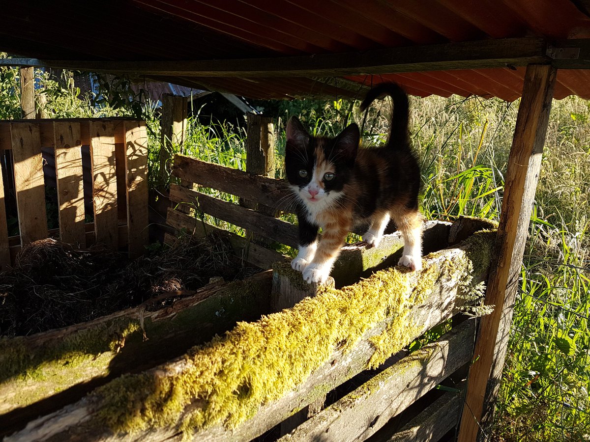 stephendukelow's tweet image. The latest addition to the family, Biscuit, arived yesterday. Looks like she enjoys exploring my compost area! #kitten #compost #newfamilymember