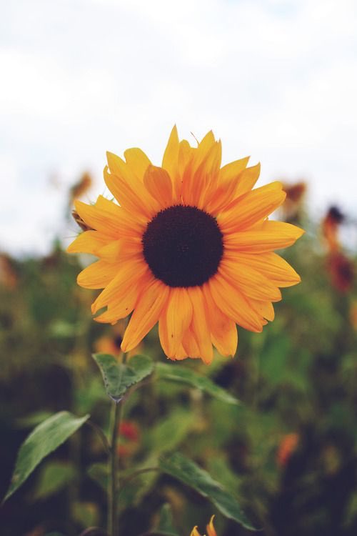 Just to brighten up your feed 🌼🌻🌼
#sunflower #summer
