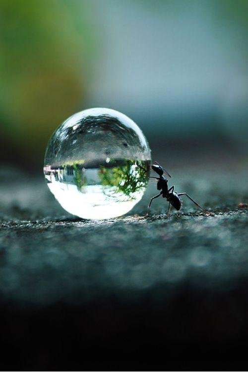 Rainmaker1973's tweet image. "Perfection": an ant rolling a water droplet on a rough surface, an example of ideal nonwetting conditions buff.ly/2mfXYx6