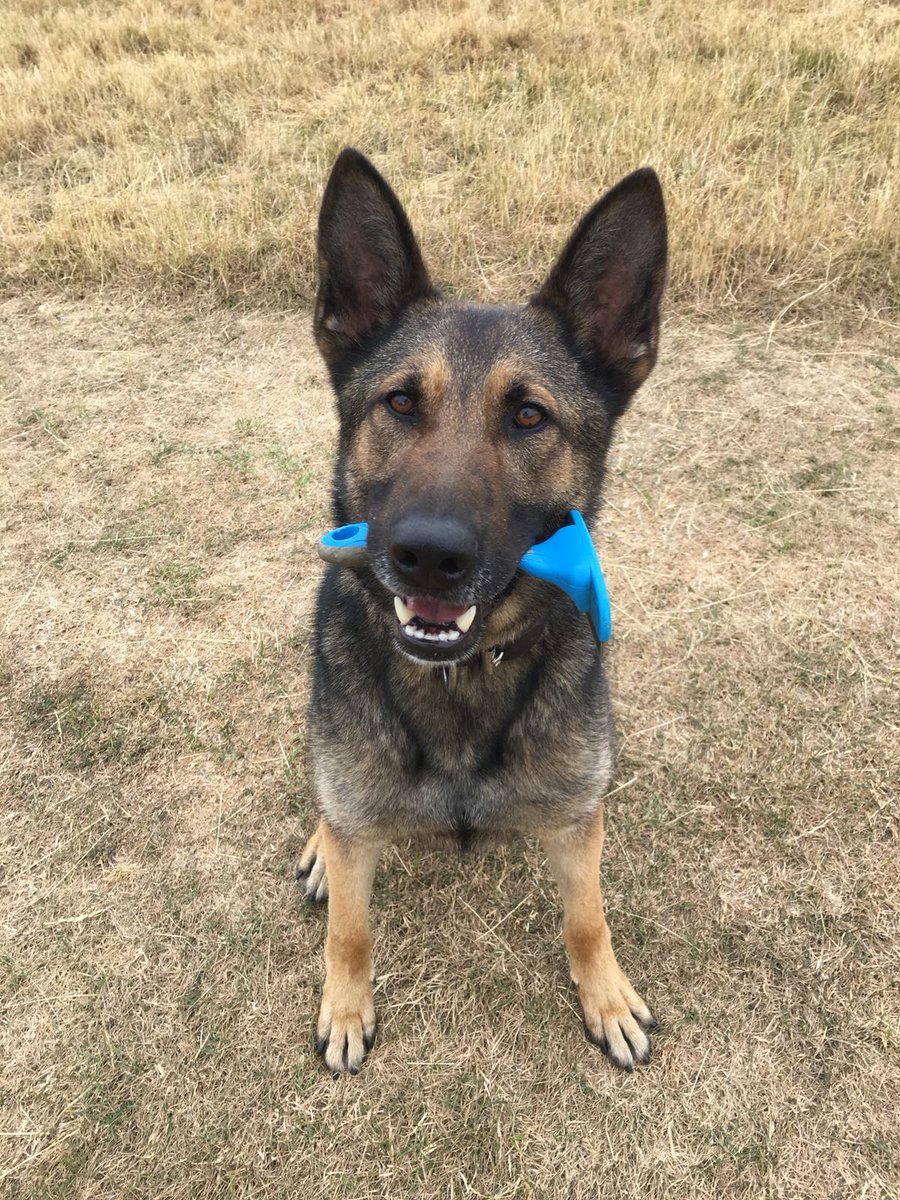 First up on our #rollcall is Igor, one half of team Spitfire! He is a 4 year old German Shepherd X. As you can see he's a man who knows what he wants and how to get it.....
#NoOrdinaryJob #RAF100 #RAF #militaryworkingdog #dogs @RAFFPForceHQ