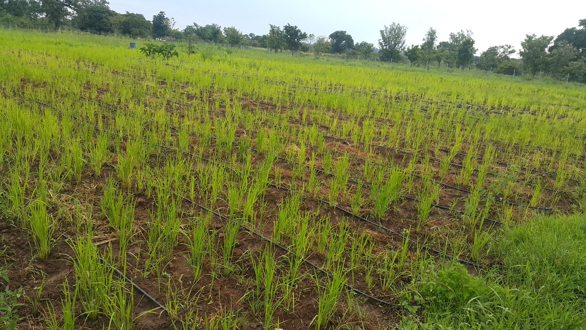 min_waterUg's tweet photo. #MWEworks: Model farmer Mr George Okweny Ongom a resident of Oloo-Atidi village, Amuria parish in Aleptong district who is a mini drip irrigation scheme beneficiary. @alfayole @Parliament_Ug @wakojoel @UmbrellasWatsan @UNDPUganda @AfDB_Group @nemaug @UFWG_UG https://t.co/ftWnKPGbVb