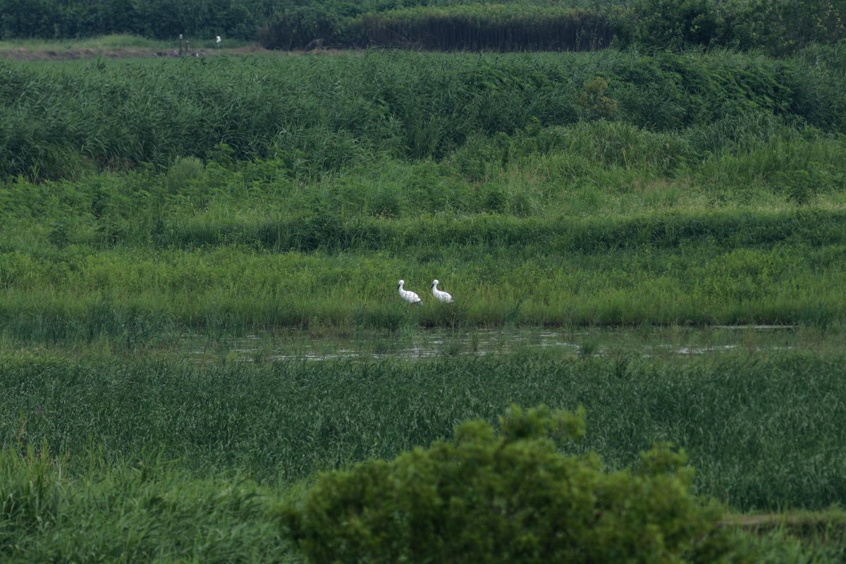 Gfb で コウノトリのデコイの話 渡良瀬遊水地の小山市部に滞在中のひかるを引き止めるためなのか 本年度4 ペア8体を追加投入 計5ペア10体が渡良瀬遊水地第2調節池 湿地再生実験池にひしめいている状態 浅ましいというかなんというか
