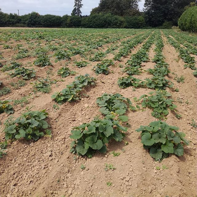 East Kent Growers tweet media