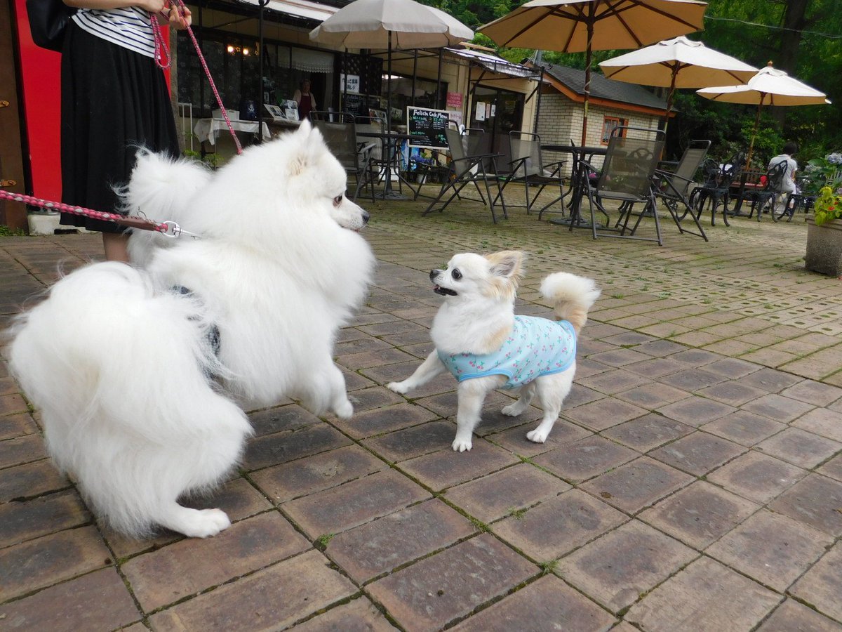 なっち 泉ボタニカルガーデンの看板犬 チワワのチェリー君と仲良く遊ぶこうちゃん 日本スピッツ スピッツ チワワ 看板犬 泉ボタニカルガーデン なっち 泉ボタニカルガーデンの看板犬 チワワのチェリー君と仲良く遊ぶこうちゃん 日本スピッツ スピッツ チワワ 看板犬 泉ボタニカルガーデン