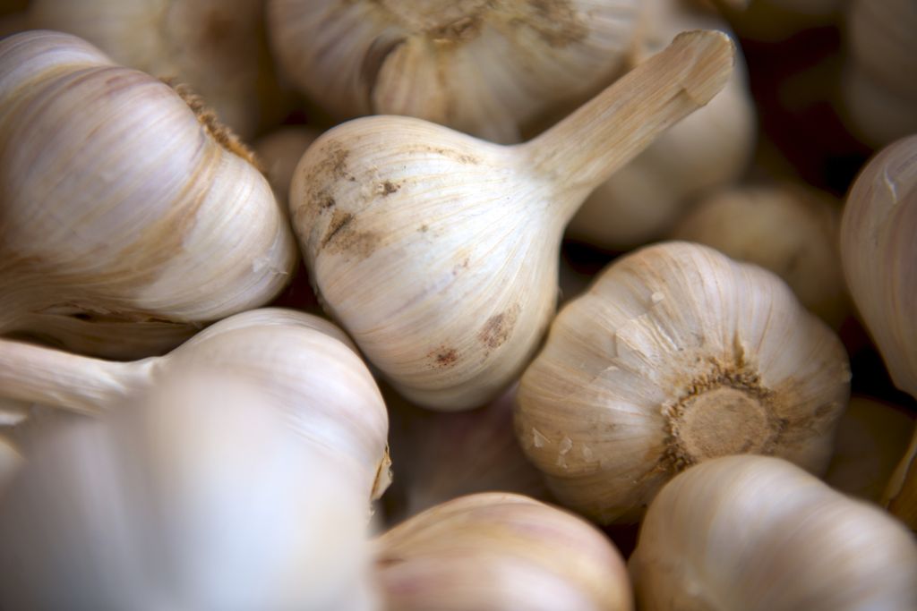 #FridayFact Did you know Garlic is also known as the stinking rose? 🌹 It's thought the bottom looks like a white rose and may be the reason for its unusual nickname.