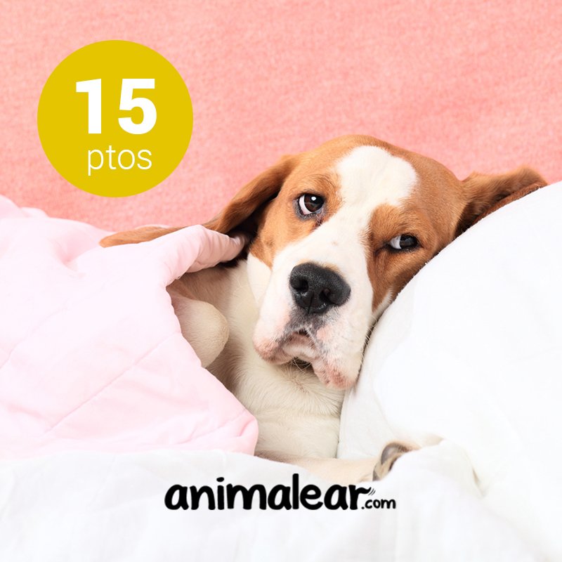 ¡Tu mascota también quiere irse de rebajas! Canjea sólo 15 puntos con Frequent Driver y tendrás 5 € de descuento en la tienda online y app @Animalear_web.
¿Sabes que en nuestra app tienes muchas ofertas exclusivas con los km que recorres? Descárgatela en onelink.to/k35q8p