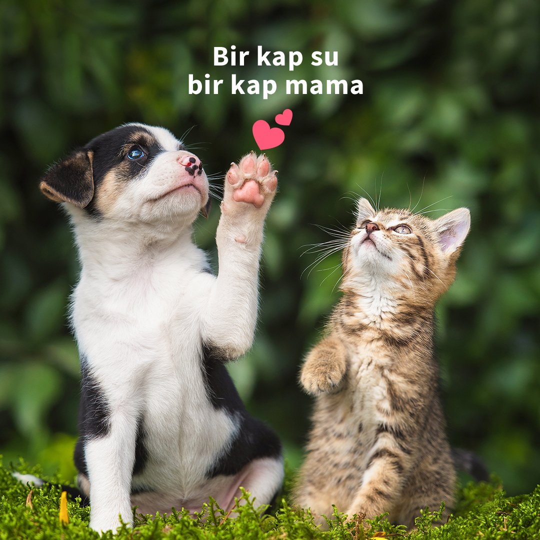 Havalar çok sıcak! Minik dostlarımız için kapımızın önüne bir kap su koymak çok şey değiştirir. 🐶😸💕 #BirKapSuBirKapMama