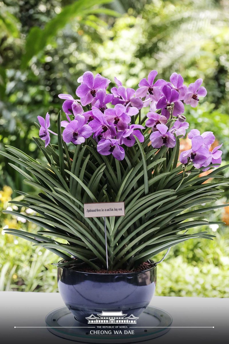 I offer my heartfelt appreciation to the people of Singapore for supporting the success of the North Korea-U.S. summit and giving us such a warm welcome. I will never forget the friendship of <a href="/leehsienloong/">leehsienloong</a> I am looking forward to Singapore achieving another 50-year-long miracle.