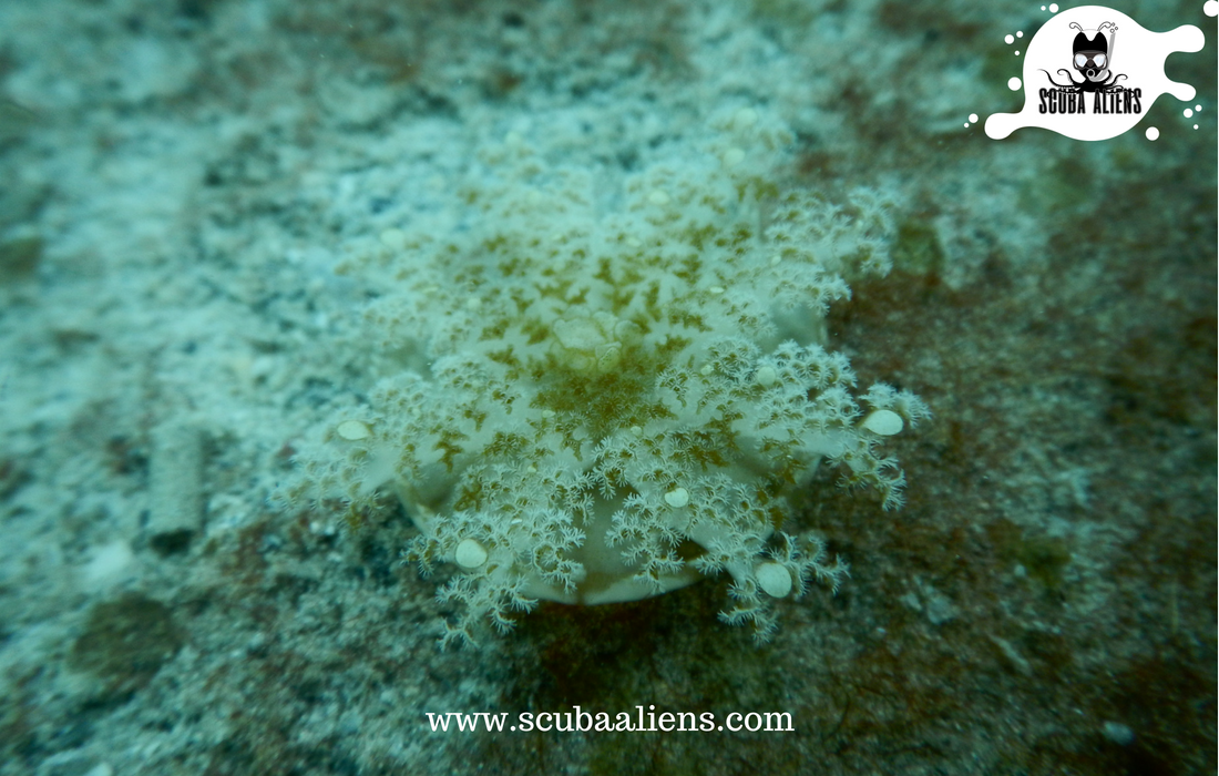 ScubaAliens's tweet photo. "We Exist Underwater - @ScubaAliens @PADI #Certified"

The more I spend at one position, The more I can #dive into those things.

#scubaaliens #scubadiving #snorkeling #underwateraliens #wateraliens #divers #coralreef #fish #boats #kayaking #ocean #sea #PADI https://t.co/ltYUSum8CZ