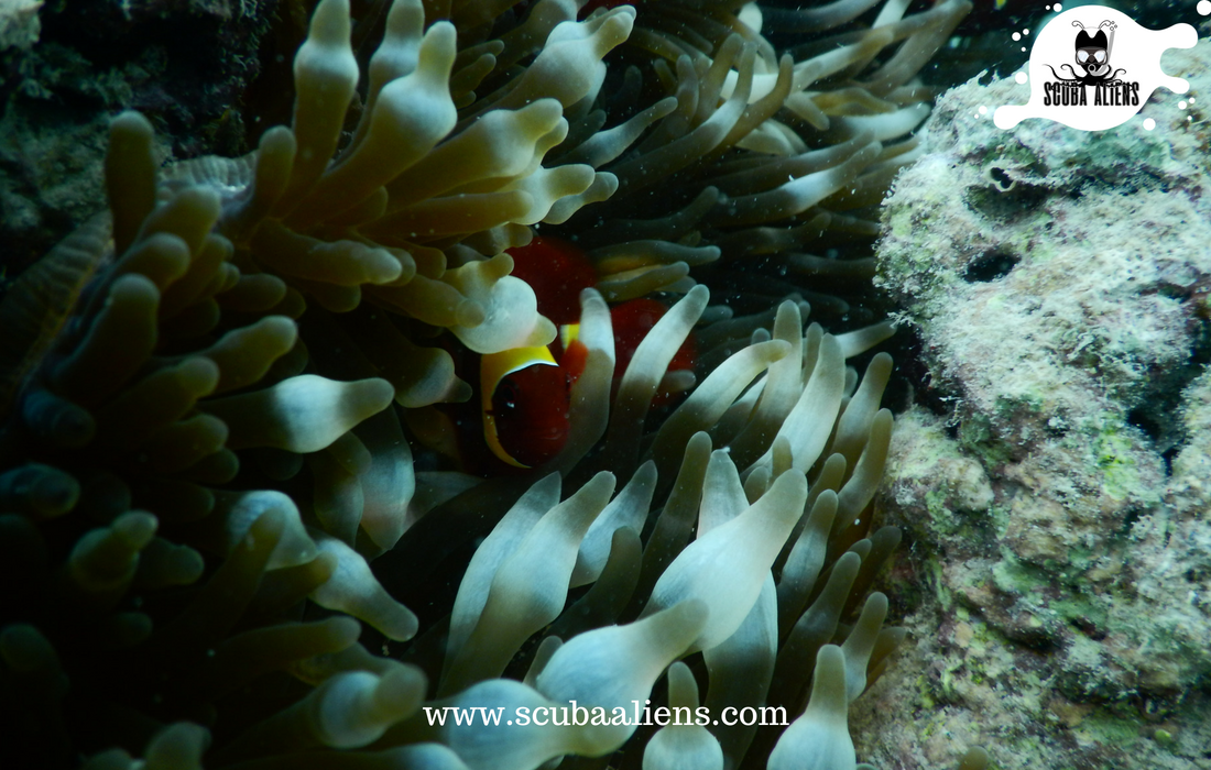 ScubaAliens's tweet photo. "We Exist Underwater - @ScubaAliens @PADI #Certified"

The more I spend at one position, The more I can #dive into those things.

#scubaaliens #scubadiving #snorkeling #underwateraliens #wateraliens #divers #coralreef #fish #boats #kayaking #ocean #sea #PADI https://t.co/ltYUSum8CZ