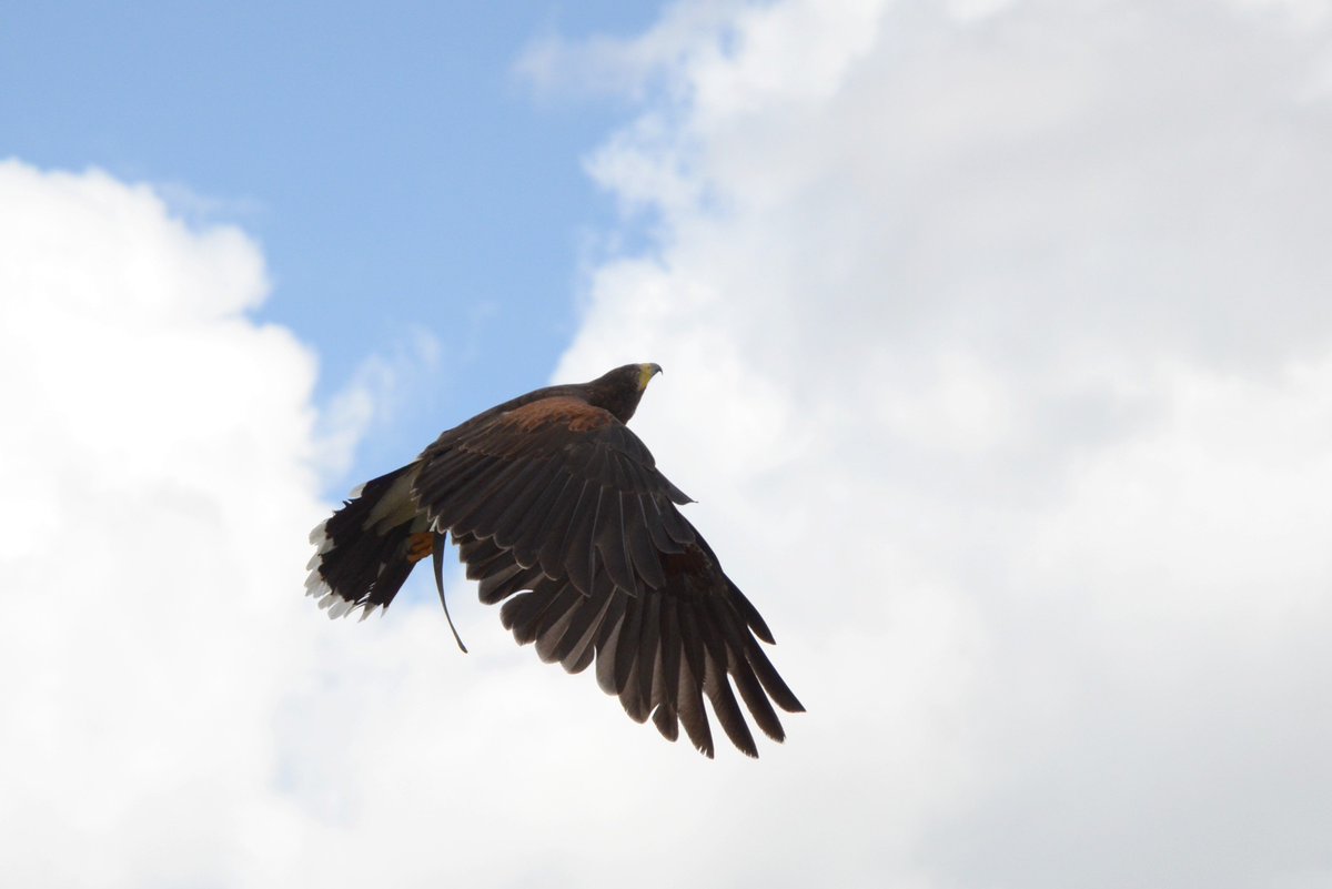 Le spectacle de fauconnerie du #château de #Langeais débute ce dimanche 15 juillet ! Venez en profiter du dimanche au mercredi à 11h30, 15h30 et 17h30, jusqu'au 22 août ! <a href="/tourainenature/">Touraine Nature</a> @tourainfopro