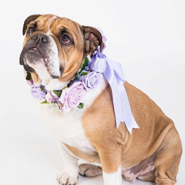 CupidCollars's tweet photo. Our lilac rose Design is still proving popular this year for wedding season...perhaps it’s this gorgeous girls modelling that means people can’t resist! #toocute #lilacweddingflowers https://t.co/8Z0TK76MnG https://t.co/YmDXQU6Hrq