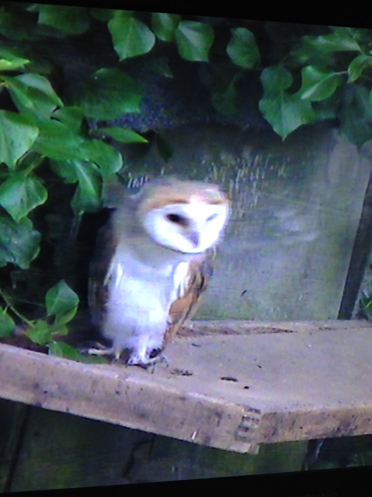 LornaOB's tweet photo. Biggest #barnowl #owlet has braved the outdoors! #springwatch2018 https://t.co/ns9Pe9NnPC