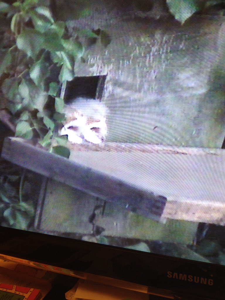 LornaOB's tweet photo. Biggest #barnowl #owlet has braved the outdoors! #springwatch2018 https://t.co/ns9Pe9NnPC
